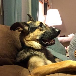 Meet your Posher, Chandler